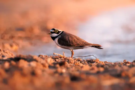 A little ringed plover stands on a textured sandy bank, facing left, with a blurred water body behind it. The bird has a…