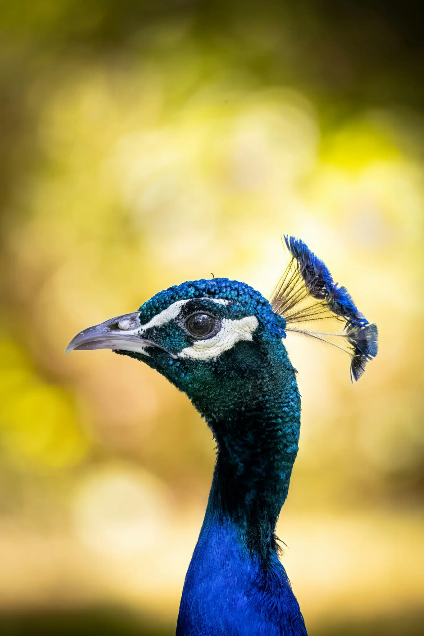 A close-up, side profile of a peacock's head and neck, showing its iridescent blue and green feathers and crest.