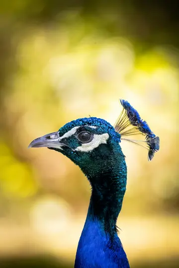 A close-up, side profile of a peacock's head and neck, showing its iridescent blue and green feathers and crest.