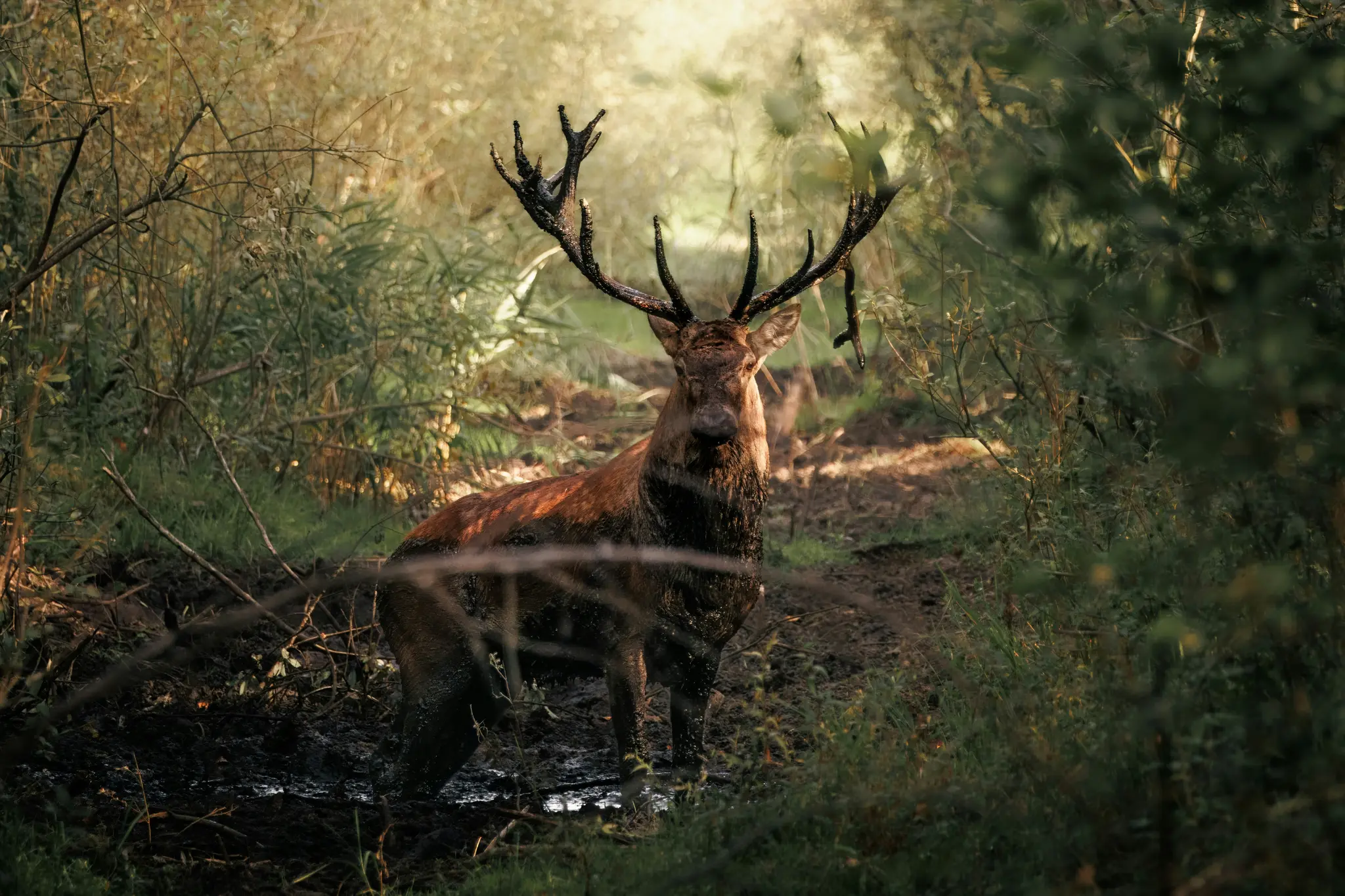 A large brown stag with dark, multi-tined antlers stands in a muddy forest clearing, looking directly at the viewer. The…