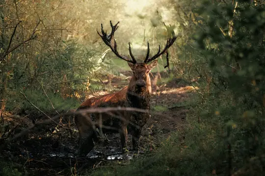 A large brown stag with dark, multi-tined antlers stands in a muddy forest clearing, looking directly at the viewer. The…