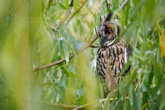 A long-eared owl with brown and white patterned feathers and bright orange eyes is partially hidden among green leaves.