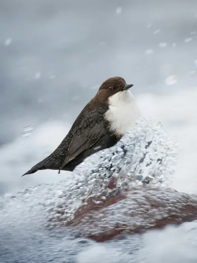 A small bird with a dark brown head and back, and a bright white chest, stands on a reddish-brown rock partially covered in…