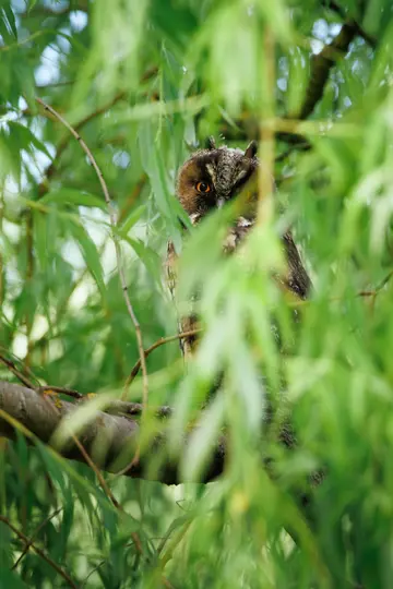 A long-eared owl with bright orange eyes peeks out from behind a dense curtain of vibrant green leaves and branches.