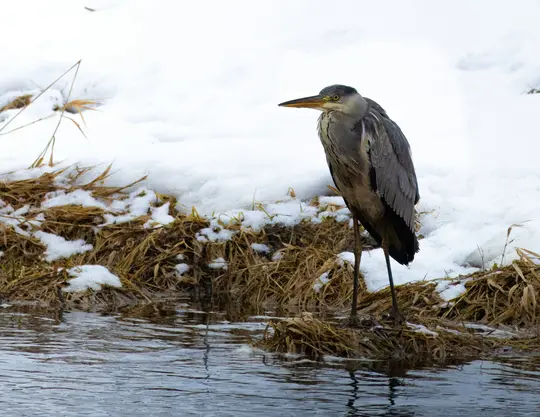 A grey heron with a yellow beak stands on a snow-covered bank of dry brown grass next to dark water.