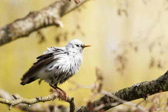 A white and black speckled bird with an orange beak and red legs perches on a brown tree branch against a blurred…
