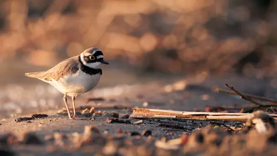 A small little ringed plover stands on a sandy bank. It has a white belly, brown back, and a black and white head pattern.