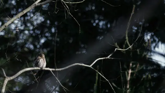Un petit hibou moelleux aux plumes tachetées de brun et de blanc est assis sur une branche d'arbre nue et gris clair.