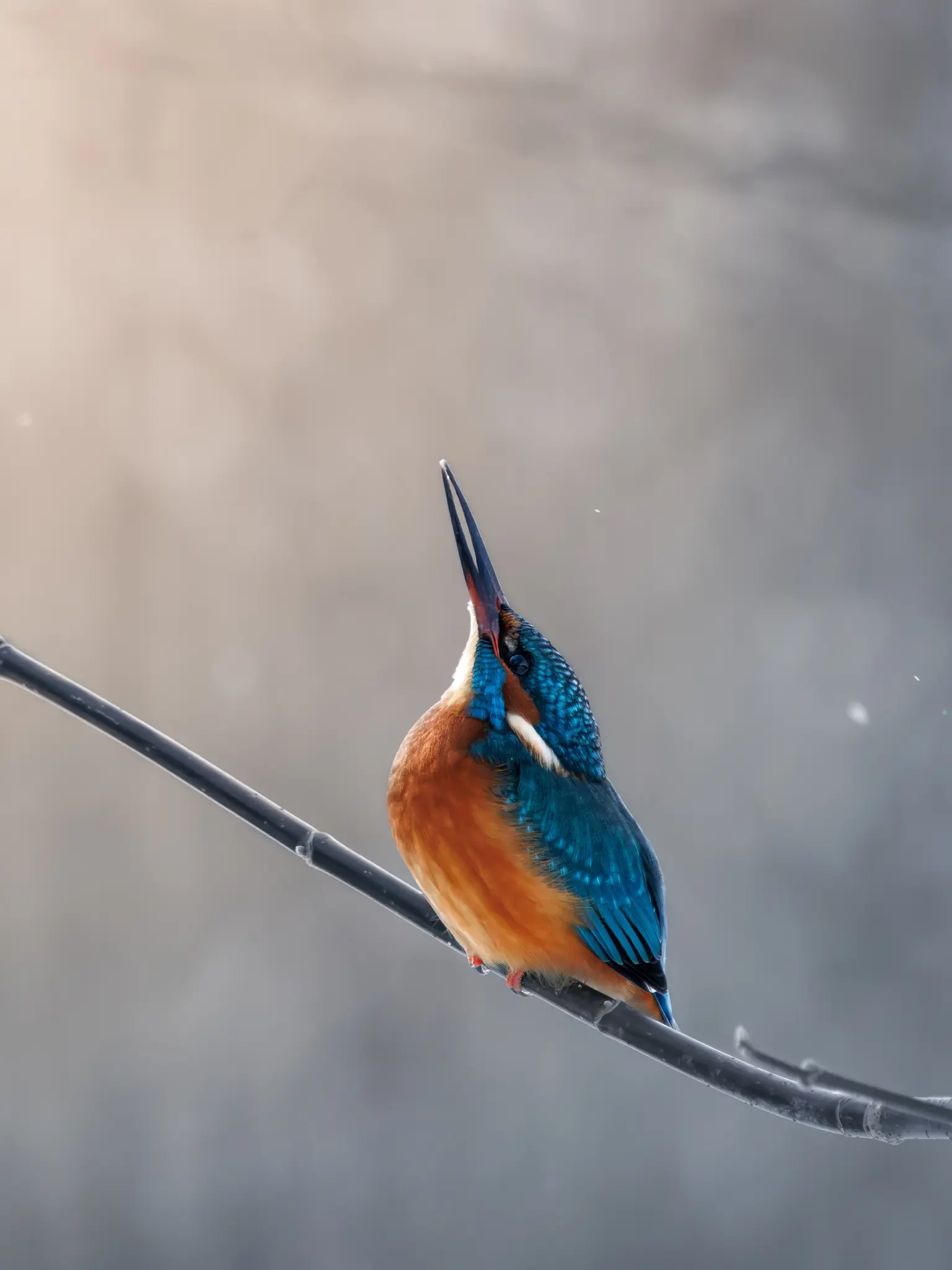 En levende blå og orange isfugl sidder på en mørk gren og kigger op mod den bløde, lysegrå himmel. Lille…