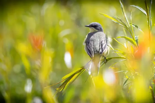 A small bird with a grey head and back, and a light yellow belly, is perched on a green branch, looking to the left.