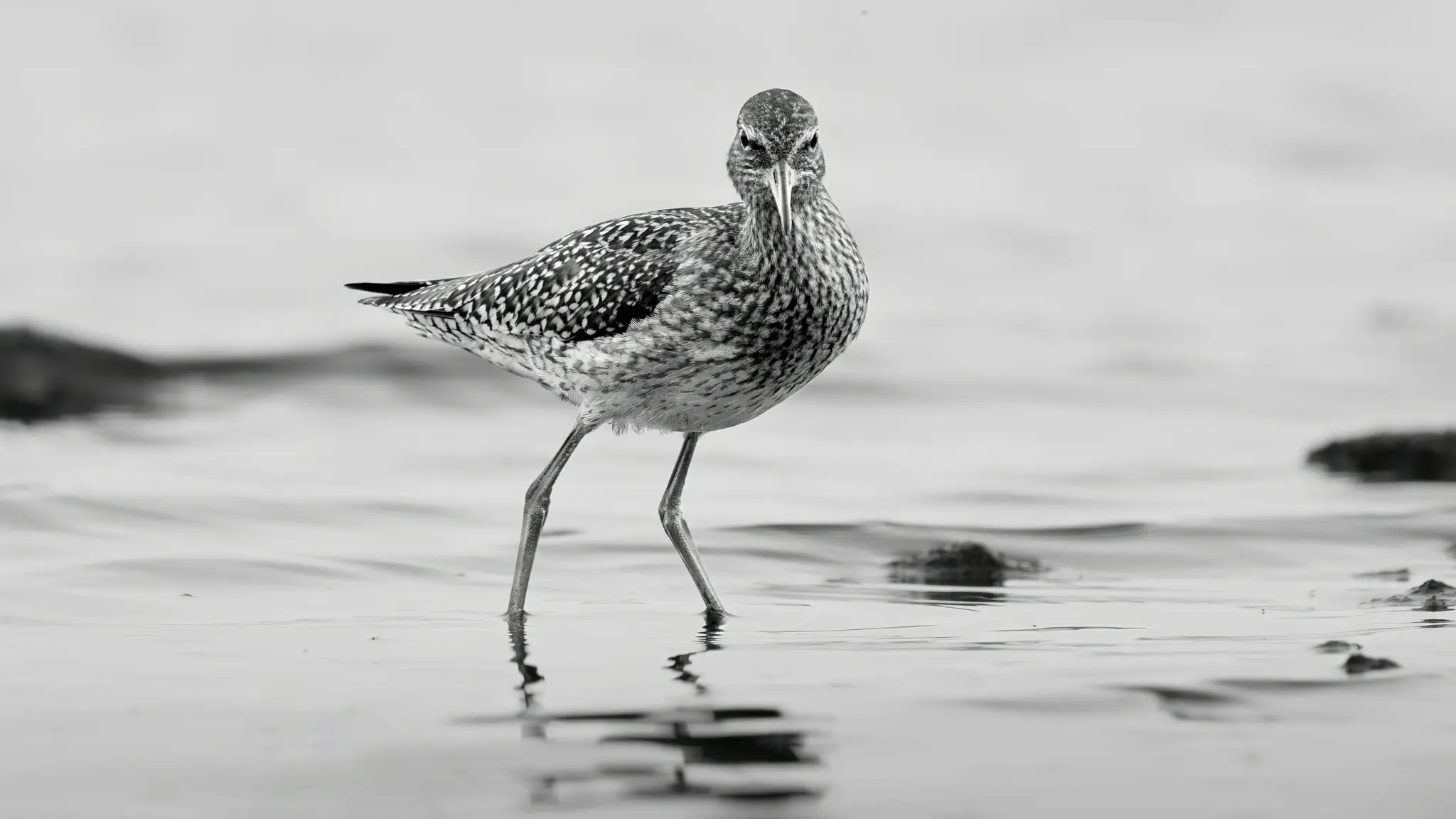 A black and white photo of a willet bird standing in shallow water, looking forward. Its speckled feathers are visible.
