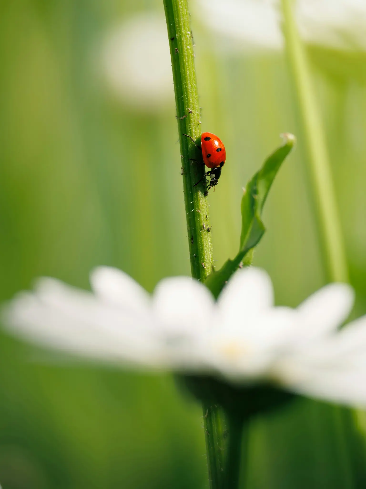 Una toma de primer plano de una mariquita roja con puntos negros en un tallo de planta verde vibrante. Una margarita blanca