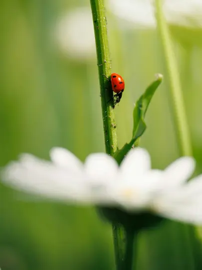 A close-up shot of a red ladybug with black spots on a vibrant green plant stem. A blurred white daisy is in the foreground.