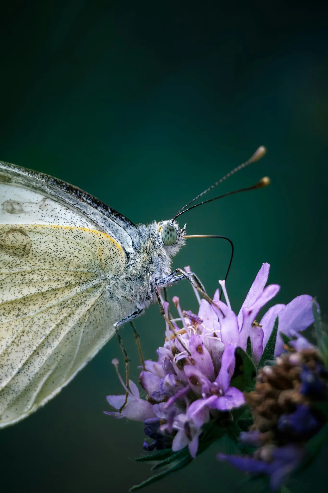 A detailed macro shot of a white butterfly with black speckles on its wings, perched on a cluster of vibrant purple flowers.
