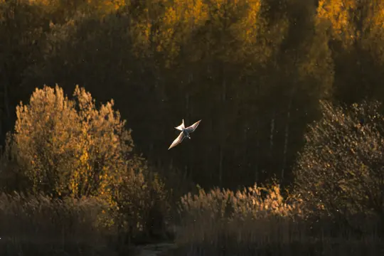 A small bird with white underparts and dark wings is captured in flight, wings spread, against a backdrop of sunlit trees.