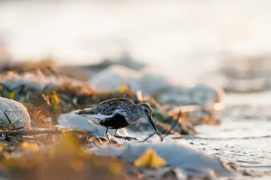 A small shorebird with mottled brown and white feathers and a long, curved beak stands at the water's edge during golden…