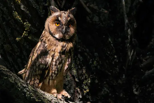 A long-eared owl with striking orange eyes and mottled brown and white feathers perches on a textured tree branch.