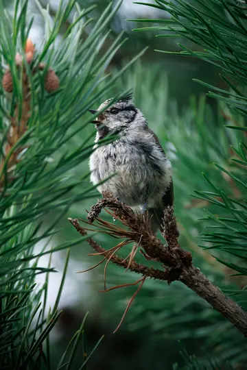 A small crested tit, with grey, white, and black mottled feathers, perches on a brown pine branch amidst green needles.