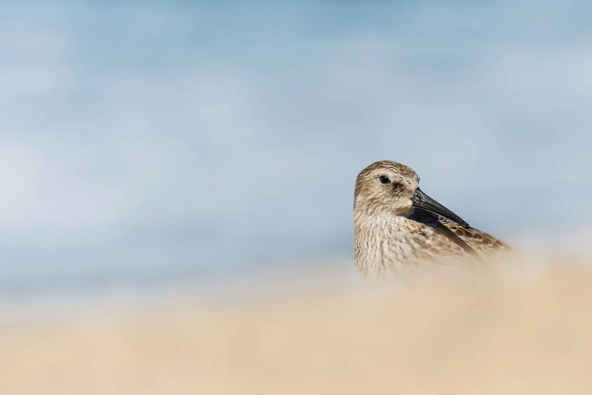 A close-up photo of a small, speckled brown and white shorebird with a long, dark beak, partially obscured by blurred sand.