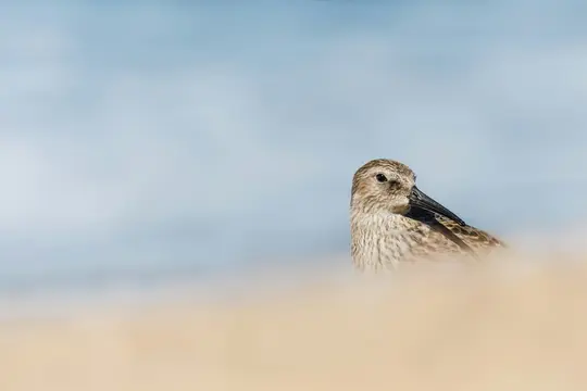A close-up photo of a small, speckled brown and white shorebird with a long, dark beak, partially obscured by blurred sand.