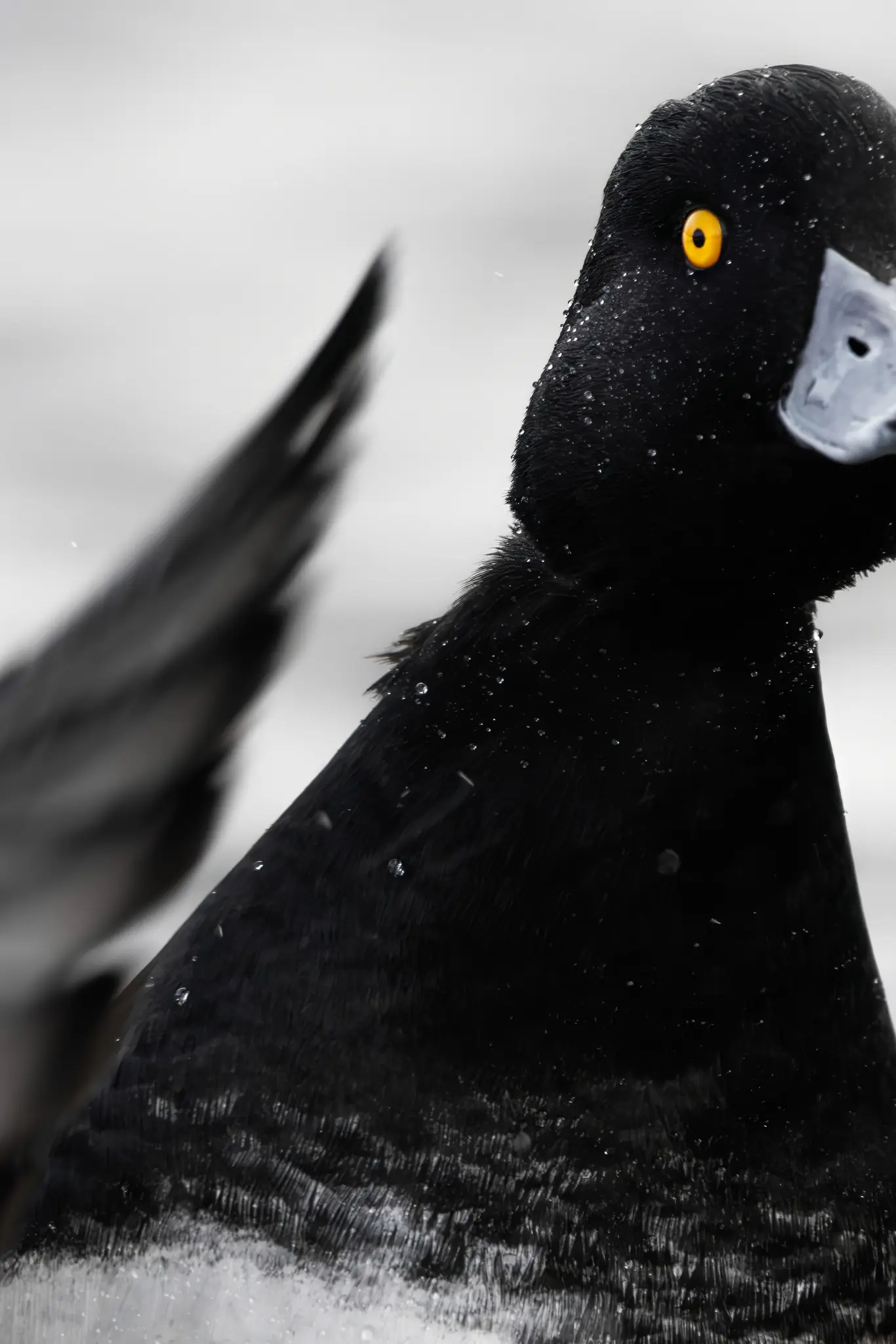 En mycket närbild, högkontrastbild av huvudet och övre delen av kroppen på en svart anka, täckt av små vattendroppar. Den har