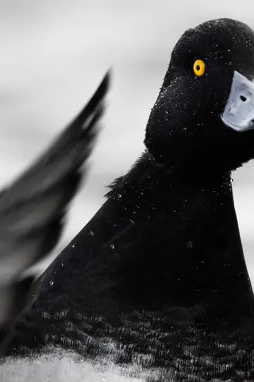 A very close-up, high-contrast shot of a black duck's head and upper body, covered in tiny water droplets. It has a…