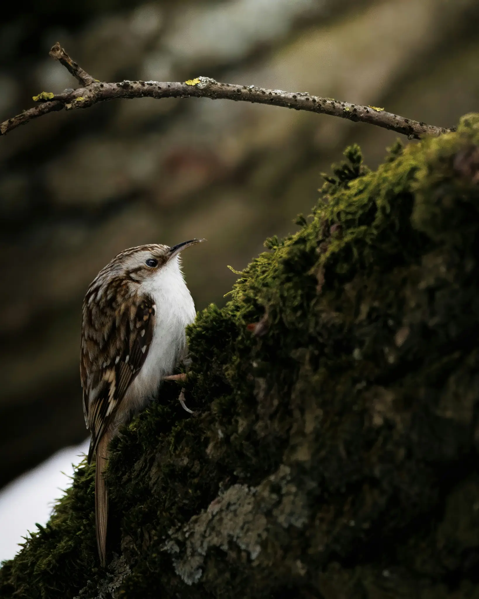 A small brown and white bird with a long, slender beak perches on a moss-covered tree trunk, looking up towards a bare…