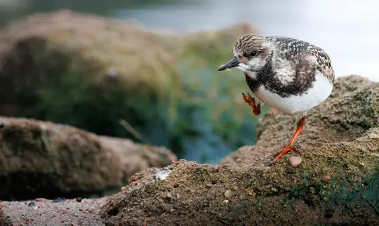 A ruddy turnstone bird, with brown, black, and white plumage, stands on one orange leg on a textured, mossy rock.