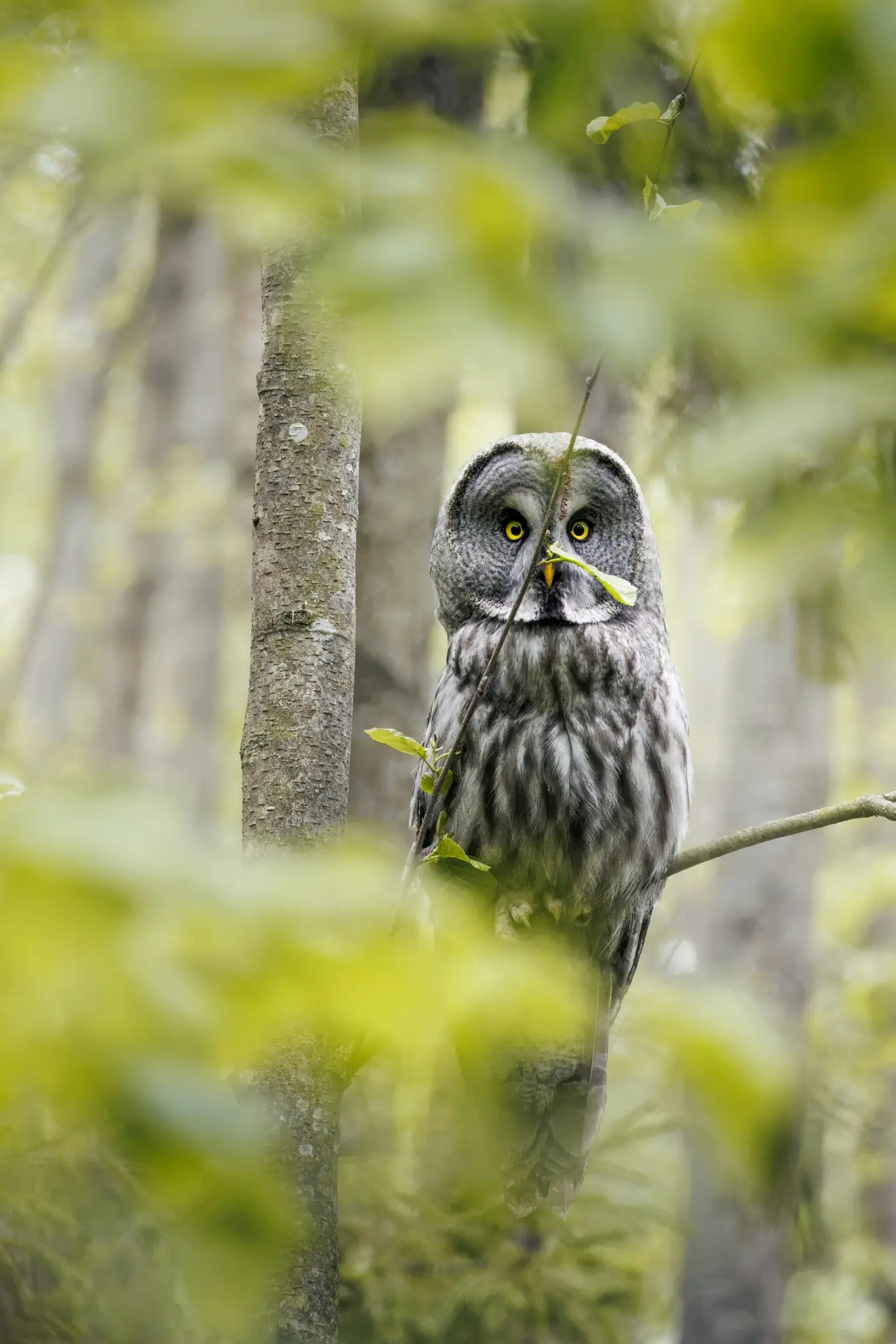 A great grey owl with bright yellow eyes and grey and white patterned feathers perches on a branch in a forest.