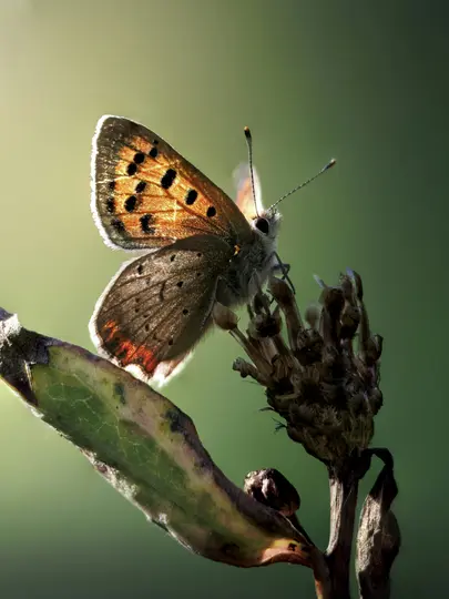 A close-up shot of a butterfly with orange and black spotted wings resting on a dried plant stem against a soft green…