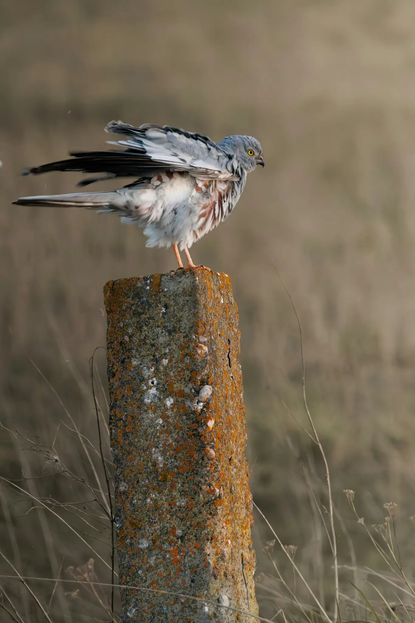 Un pájaro gris, blanco y marrón con ojos amarillos está posado en un poste de hormigón cubierto de líquenes naranjas y