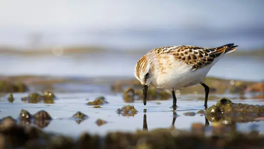 A small sandpiper bird with brown and white speckled feathers stands in shallow water, its long beak pointed down.