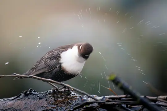 A small bird with a white chest and dark brown head and back is shaking water off, creating a spray of droplets around it.…