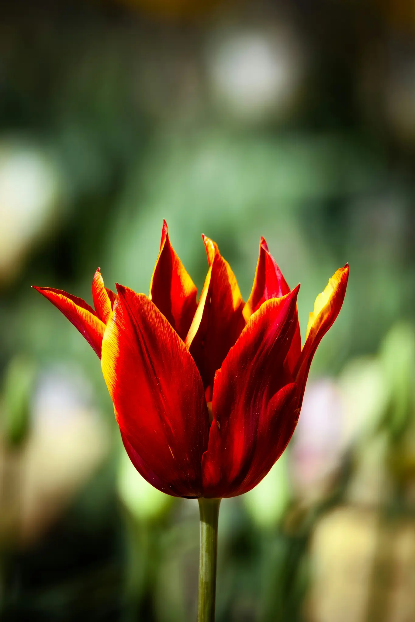 A vibrant red tulip with yellow edges on its petals stands tall against a soft, out-of-focus green background.