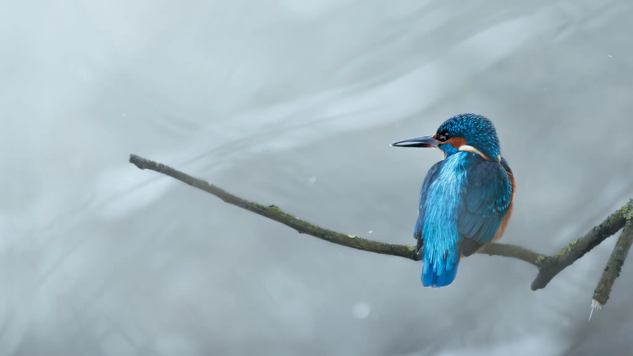 Un martin pescatore blu e arancione vibrante si posa su un ramo scuro, guardando a sinistra su uno sfondo grigio morbido e