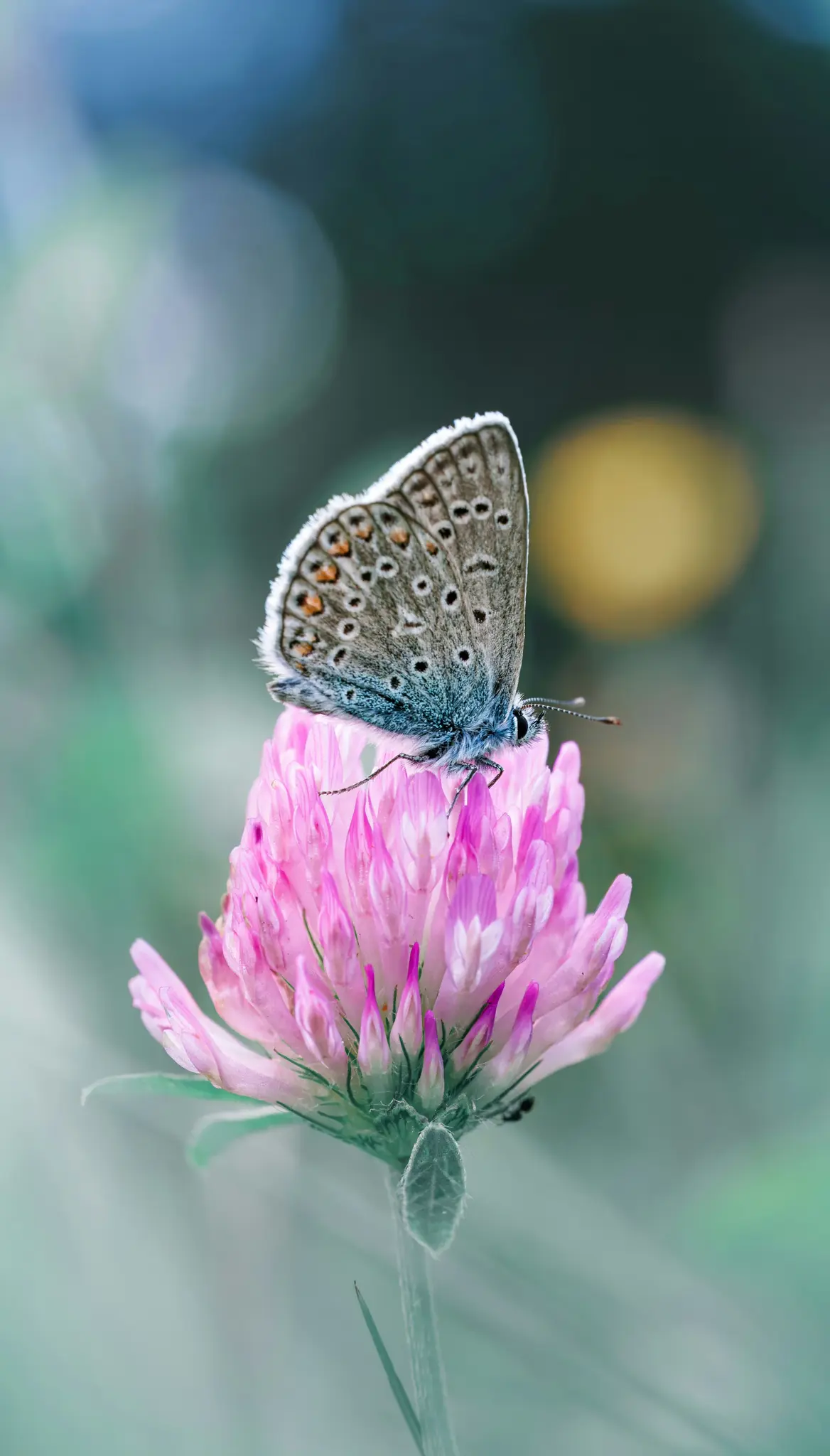 A small blue and brown butterfly with intricate patterns on its wings perches gently on a vibrant pink clover blossom.