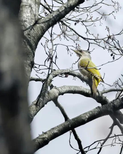 En gråhovedet spætte med gråt hoved og en klar grøn krop sidder på en nøgen trægren og kigger op.