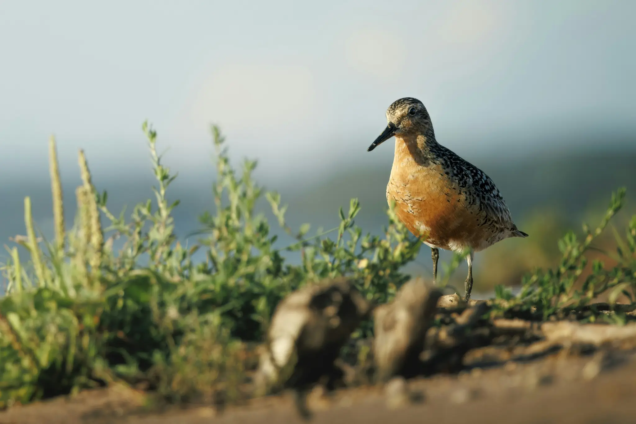 A close-up shot of a bird with an orange chest and speckled brown and black back, standing among green plants.