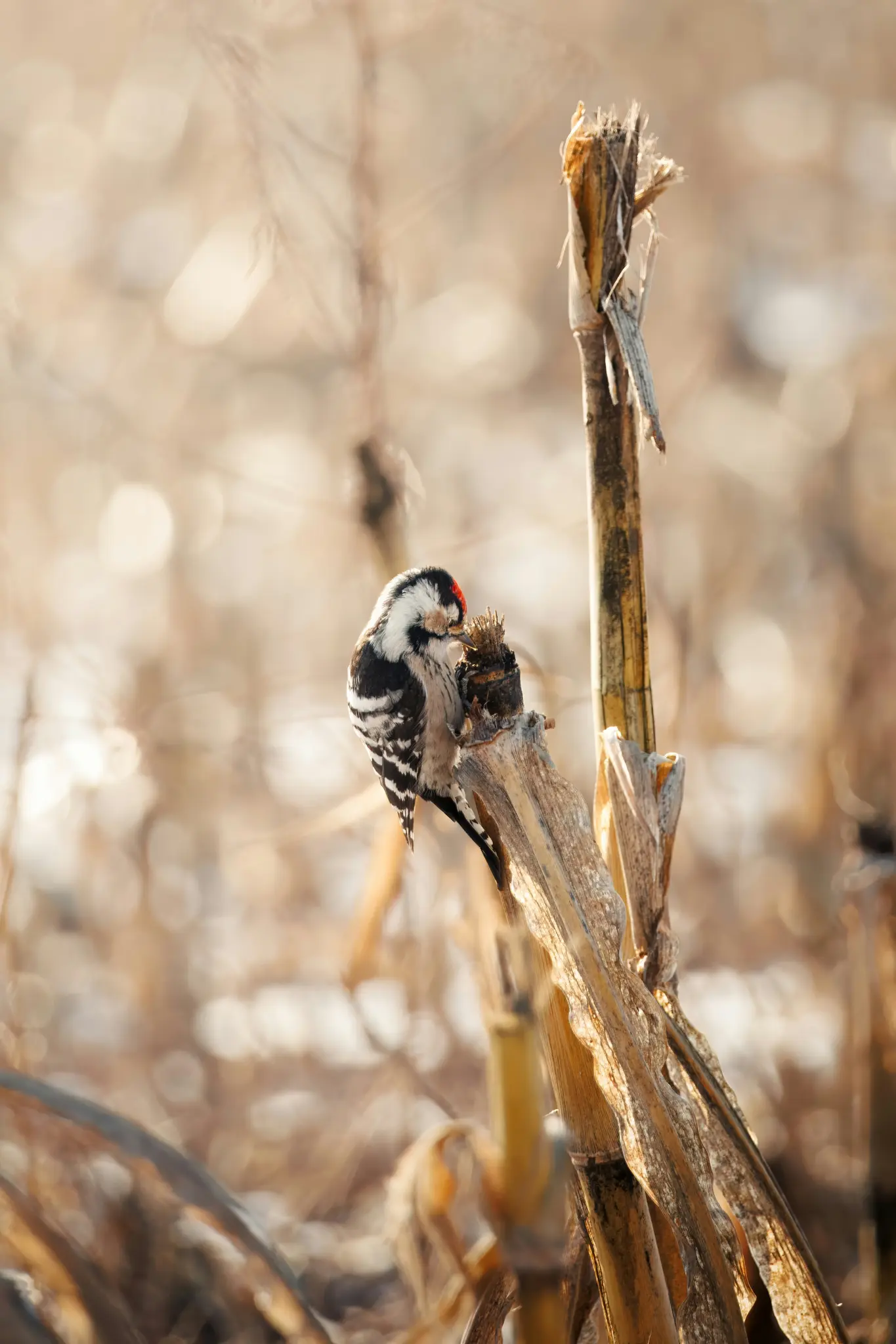 A small, black and white woodpecker with a red patch on its head perches on a dried, broken corn stalk, pecking at it.