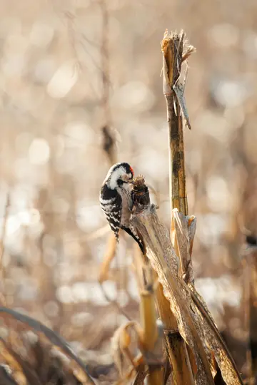 A small, black and white woodpecker with a red patch on its head perches on a dried, broken corn stalk, pecking at it.
