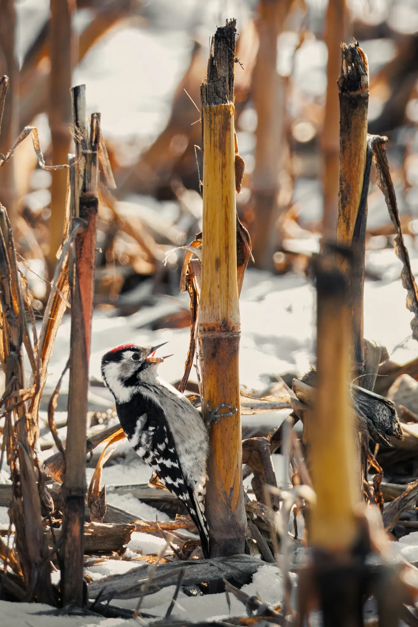 A small woodpecker with black and white speckled feathers and a red cap perches on a dried corn stalk in a snowy field.