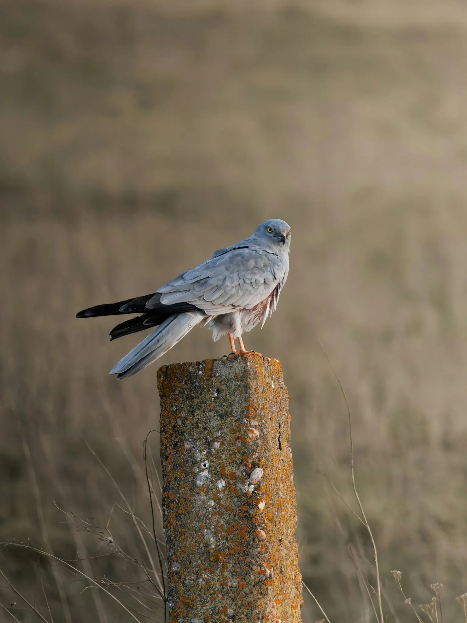 Un pájaro gris con ojos amarillos y patas naranjas se posa sobre un poste de hormigón cubierto de líquenes naranjas y