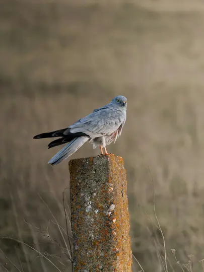 A grey bird with yellow eyes and orange legs perches on a concrete post covered in orange and white lichen. The background…