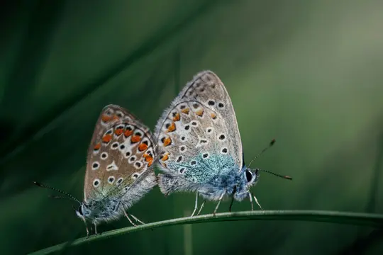 A macro shot of two small butterflies with patterned wings, one with blue and black spots, the other with orange and black…