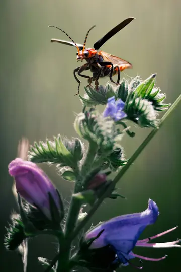 A close-up shot of a red and black beetle with its wings partially open, perched on a fuzzy green plant with purple and…