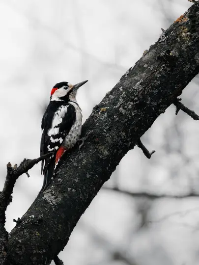 A great spotted woodpecker with black, white, and red plumage perches on a dark, textured tree branch, looking up.