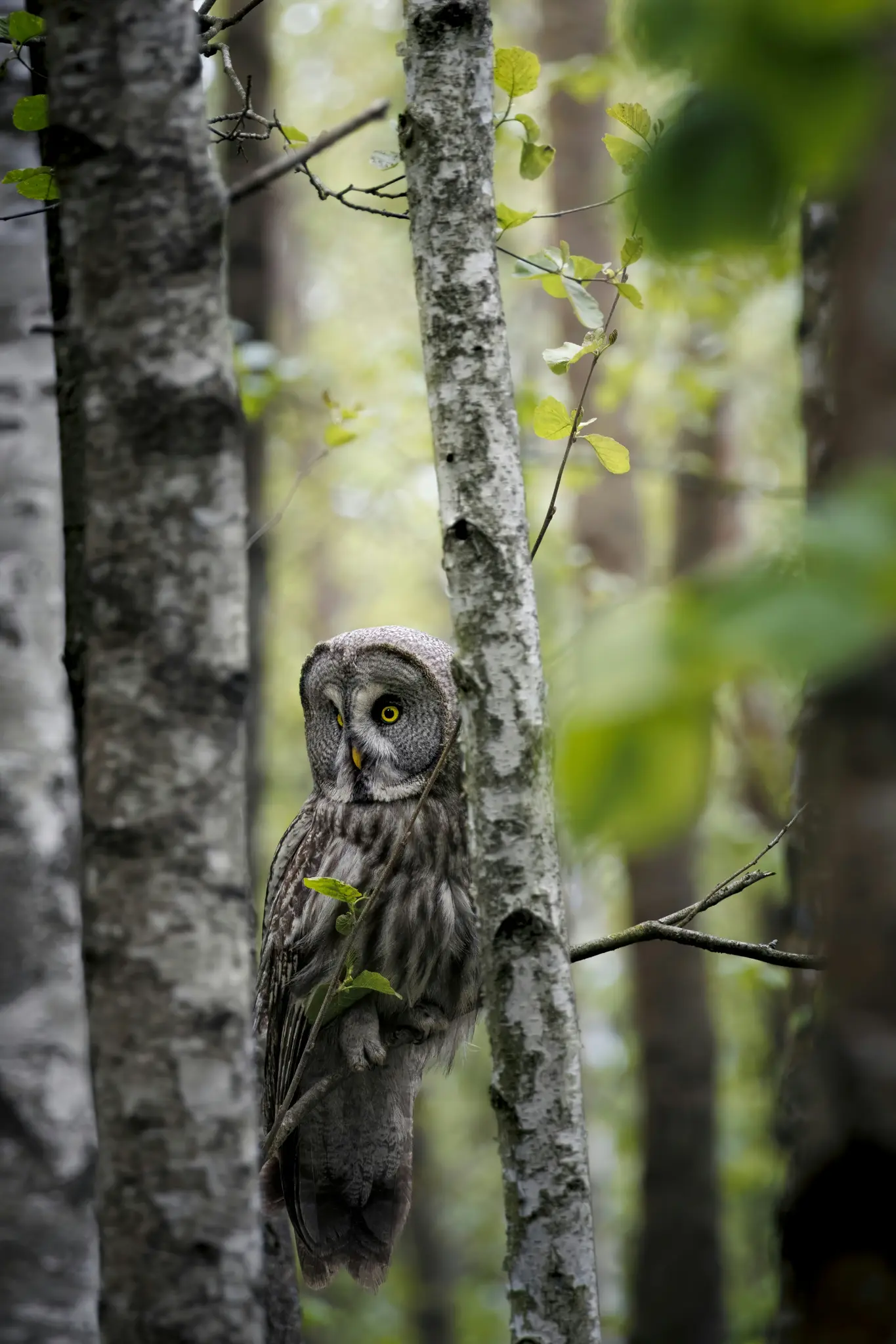A Great Grey Owl with yellow eyes and grey-patterned feathers is perched on a thin branch between two birch trees in a…