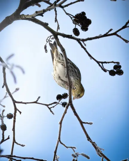 A small, yellow and black streaked bird hangs upside down from a frost-covered branch, pecking at small seeds against a…