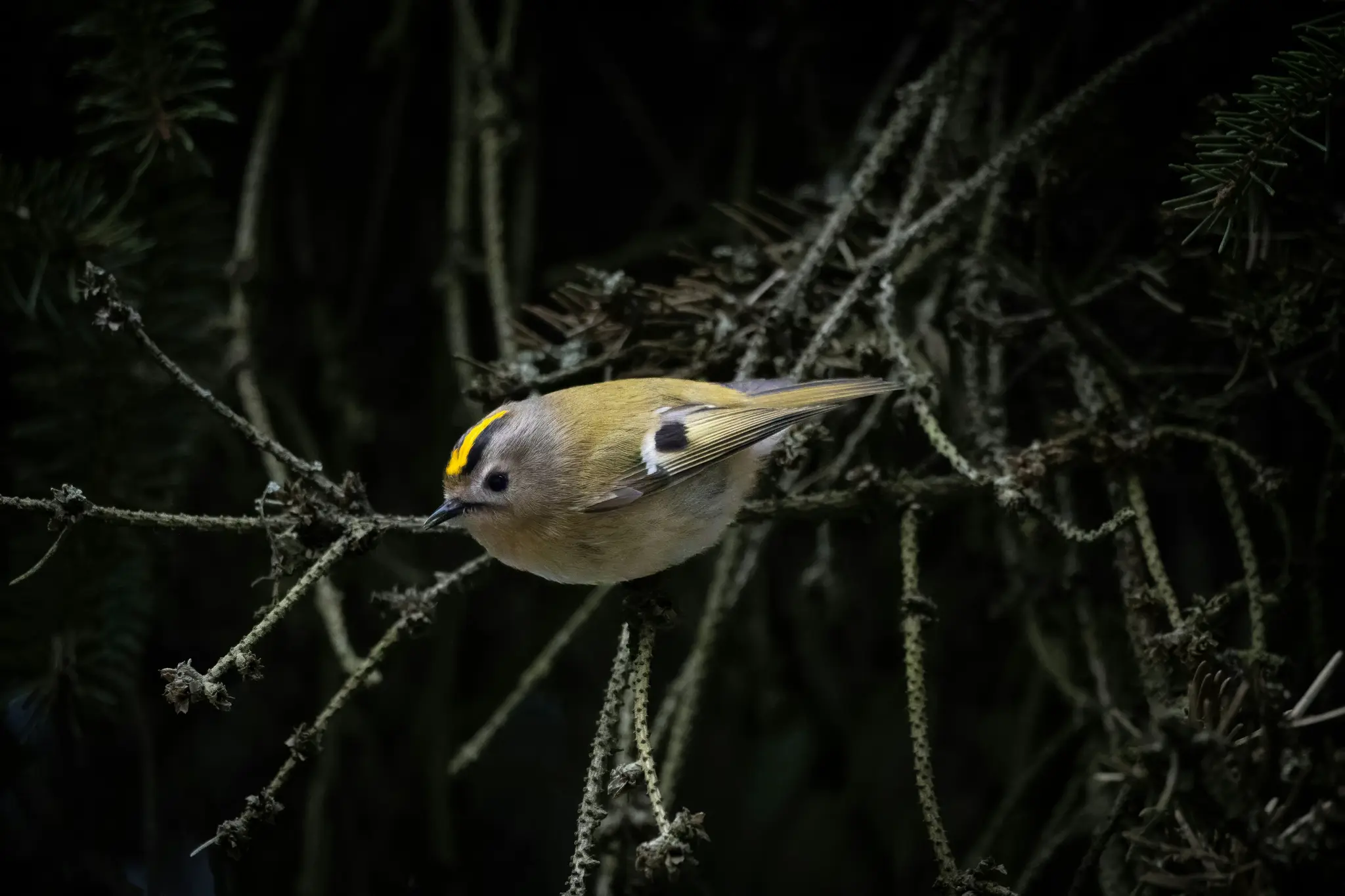 A small, plump goldcrest bird with a distinctive yellow and black stripe on its head perches on a dark, textured branch.