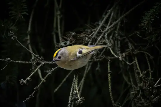A small, plump goldcrest bird with a distinctive yellow and black stripe on its head perches on a dark, textured branch.